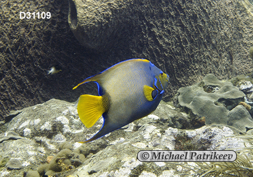 Queen Angelfish (Holacanthus ciliaris)